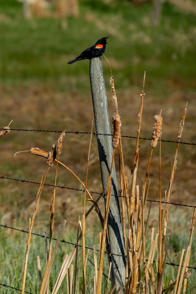 Bird sitting on fence.