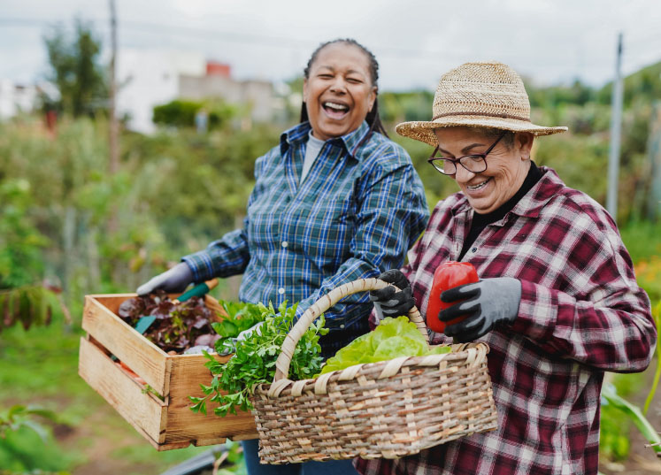 People harvesting vegetables in one of Calgary’s community gardens.